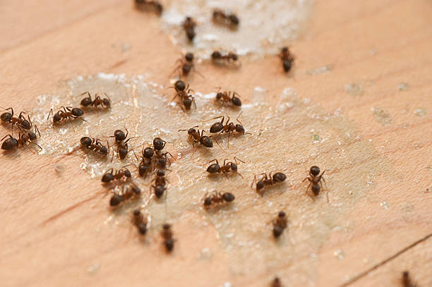 Best Pest Control Treatment  in Ashland City, TN